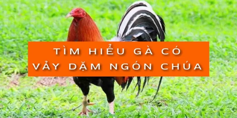 tim-hieu-ga-co-vay-dam-ngon-chua